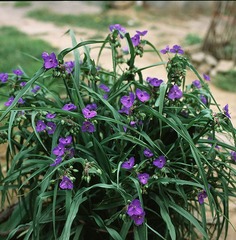 SCAN-22.jpg