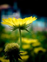 人民公园 菊花