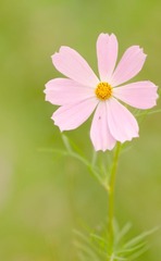 黄河游览区 花