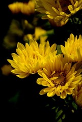DSC00346.jpg