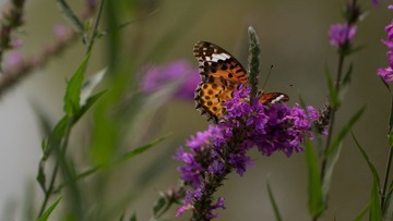 C99A0177.jpg