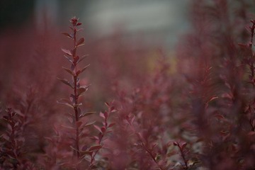 C99A0223.jpg