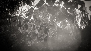 IMG_1559.jpg