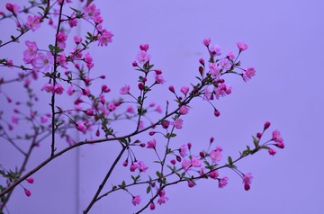 D7K_9107.JPG
