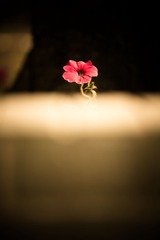 DSC_7160.jpg