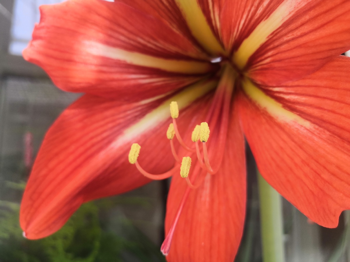 家里并蹄莲开花了,来个微距.