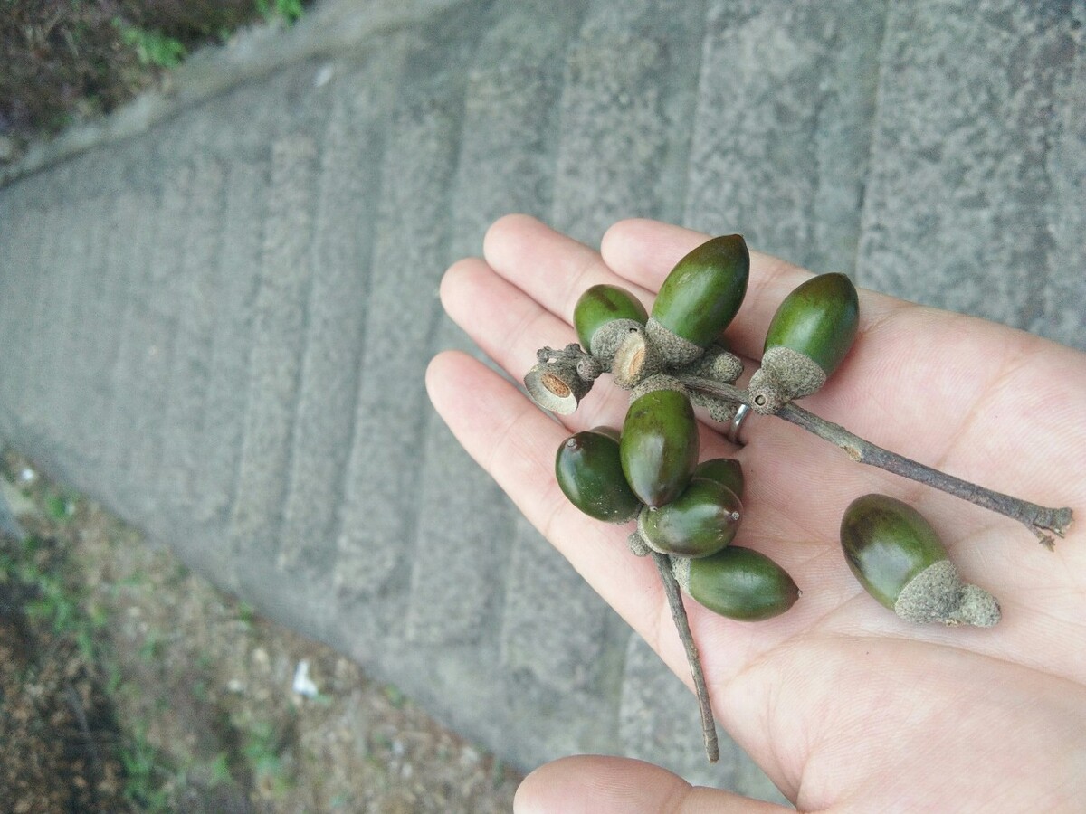 如何挑选铁核