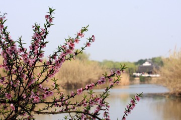 11-桃花怒放-陈虞晓-13706236445(短信联系)