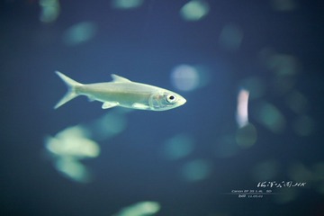 IMG_3333 