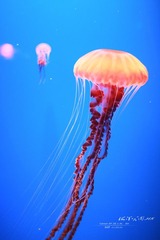 IMG_3361 