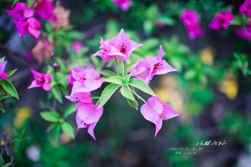 IMG_4512 