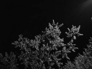 R0011014.JPG