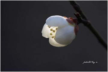 IMG_7374_2.jpg