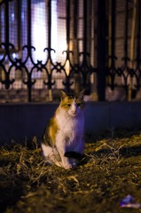 IMGP8271 拷贝
