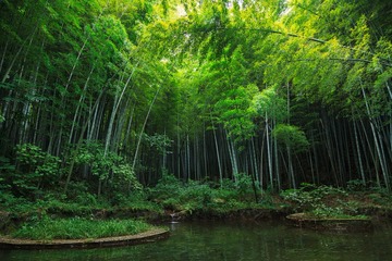 石林竹海