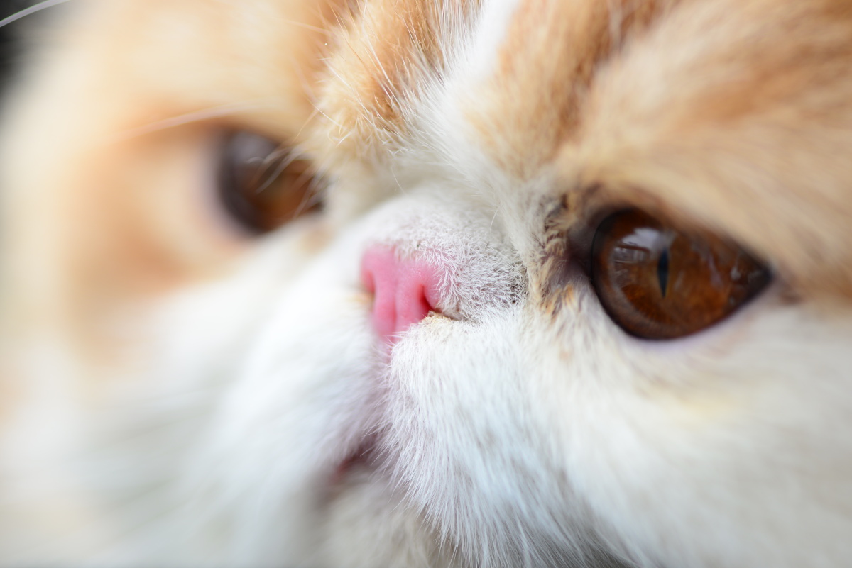 卡菲猫刚刚睡醒:"噢!我想再睡一会儿!" - 讨厌吃猪肉21 - 图虫