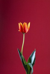 _MG_3936.jpg