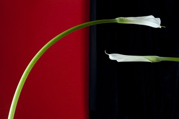 _MG_4624.jpg