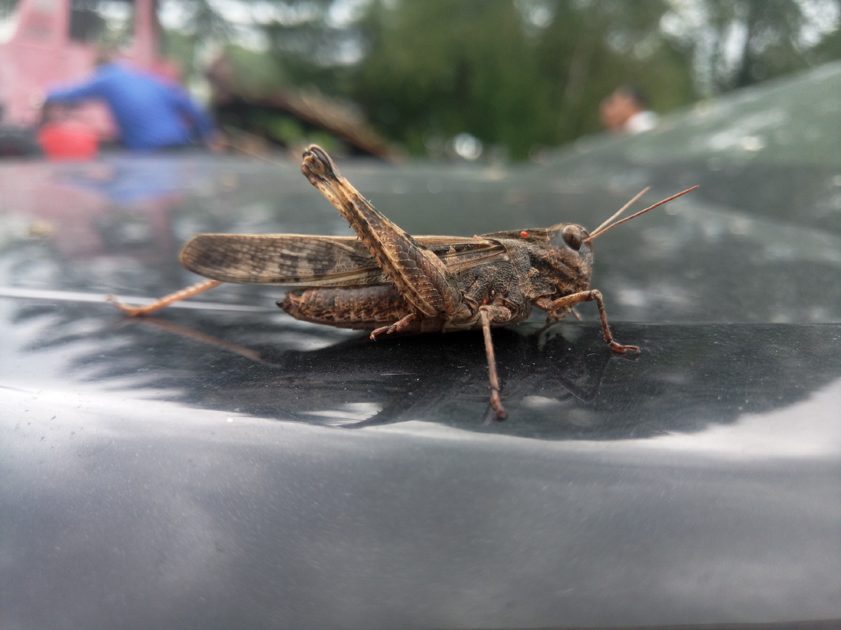 趴在车上的蚂蚱,很配合