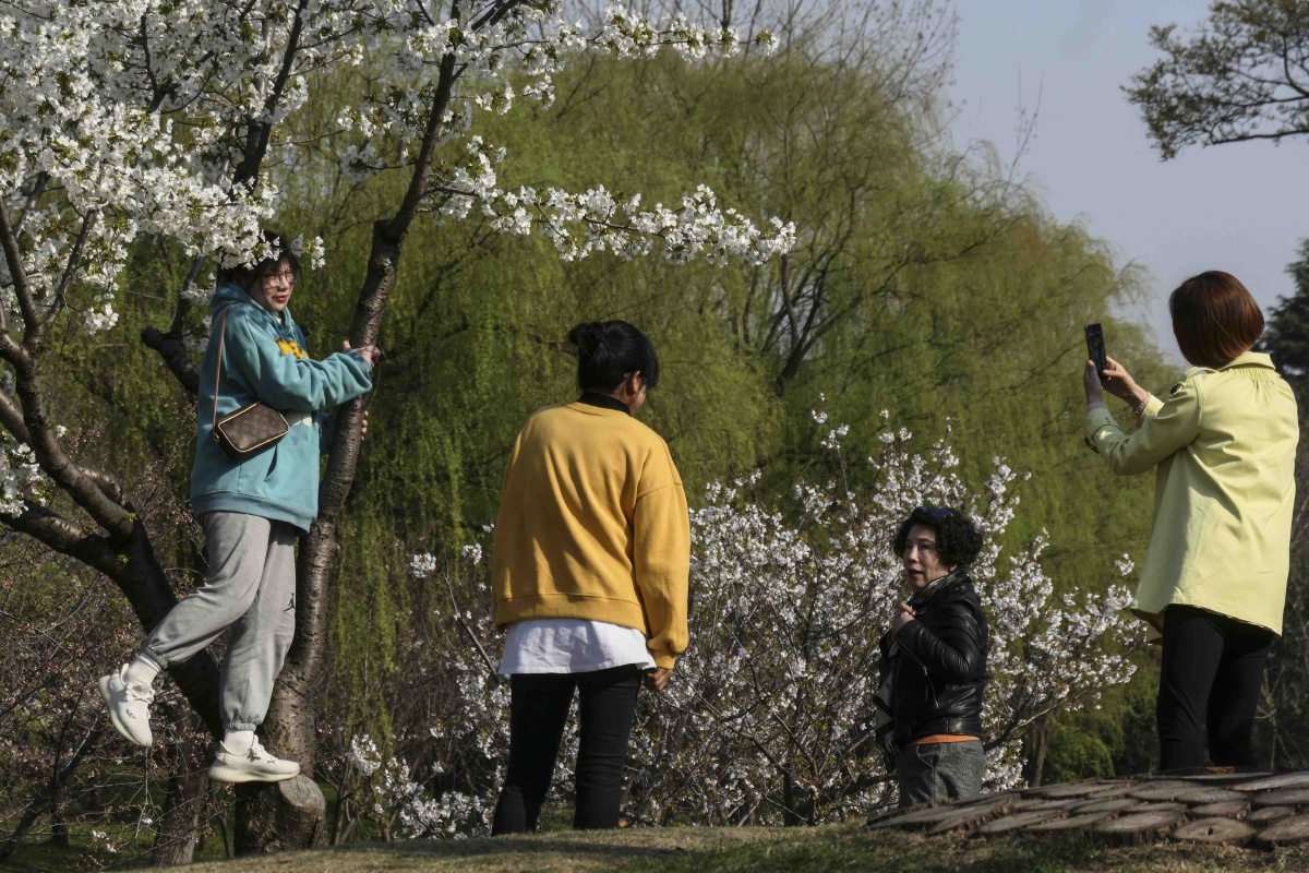 春天到百花放阿姨大妈爬树忙