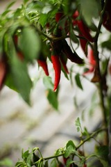 IMG_3208.jpg