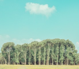 田野