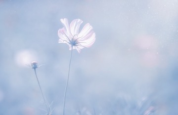 格桑花