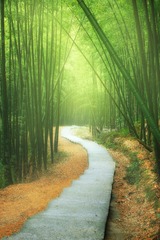 九龙湖竹林