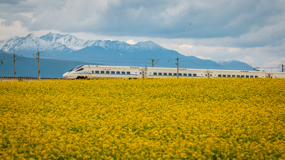 dudududu油菜花中的兰新高铁