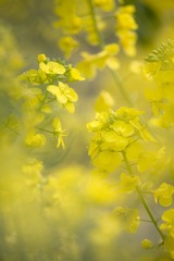 春日菜花黄