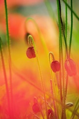LXD_5585