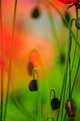LXD_5584