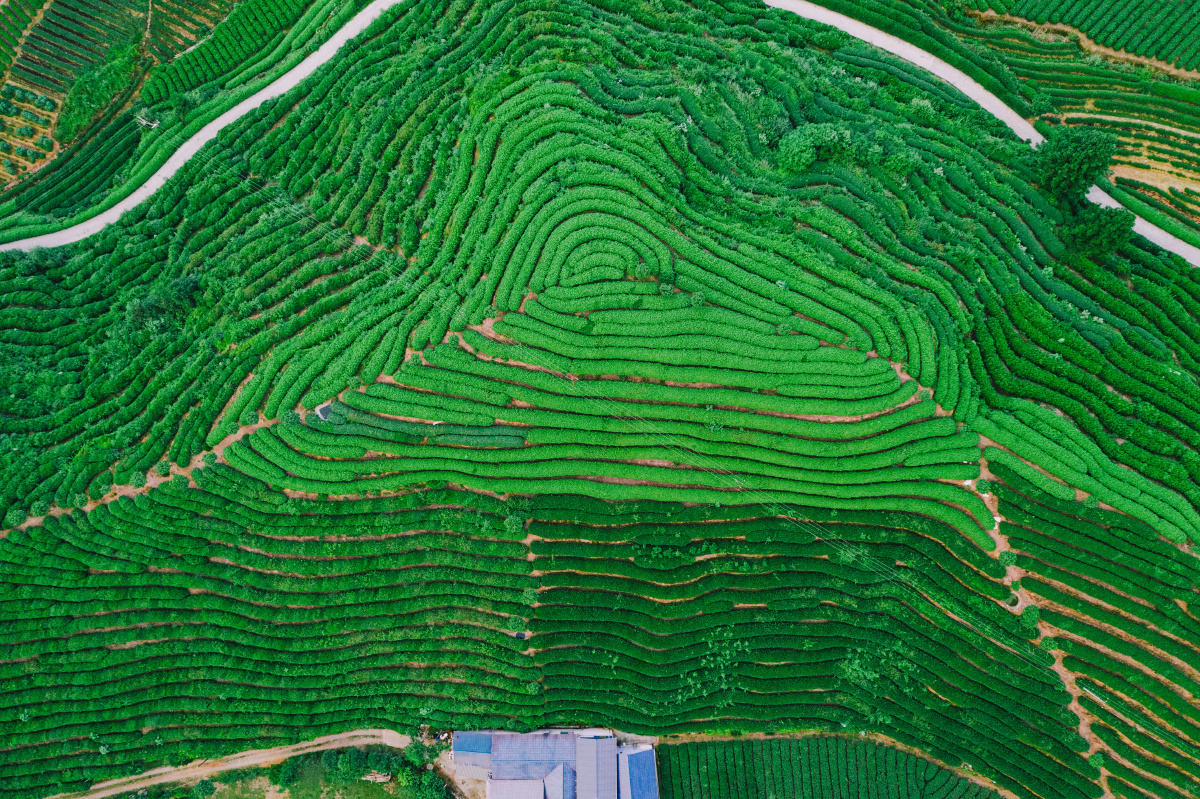 像指纹一样的武夷山岩茶茶园著名的大红袍茶叶产地