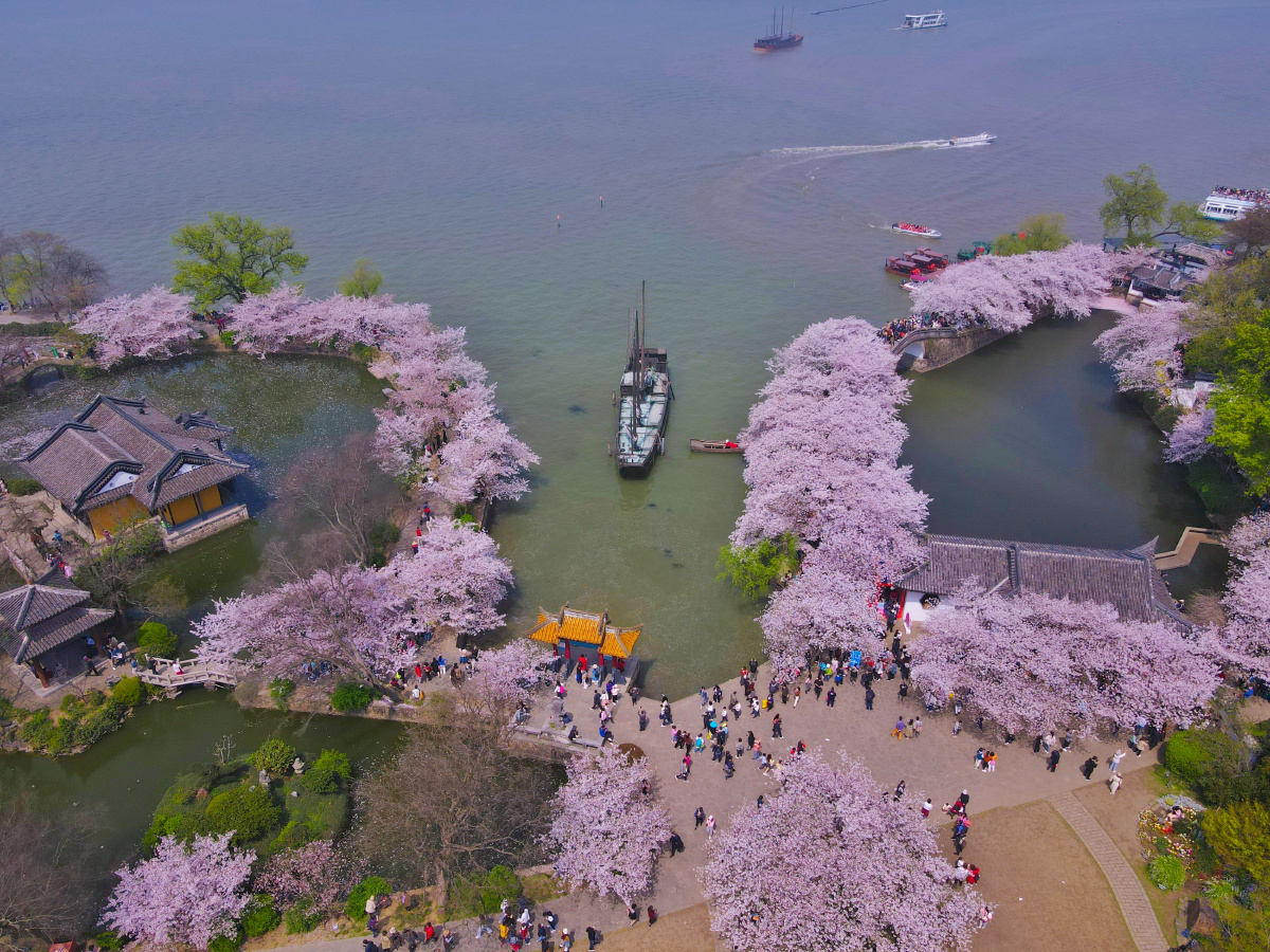 无锡鼋头渚樱花长春桥