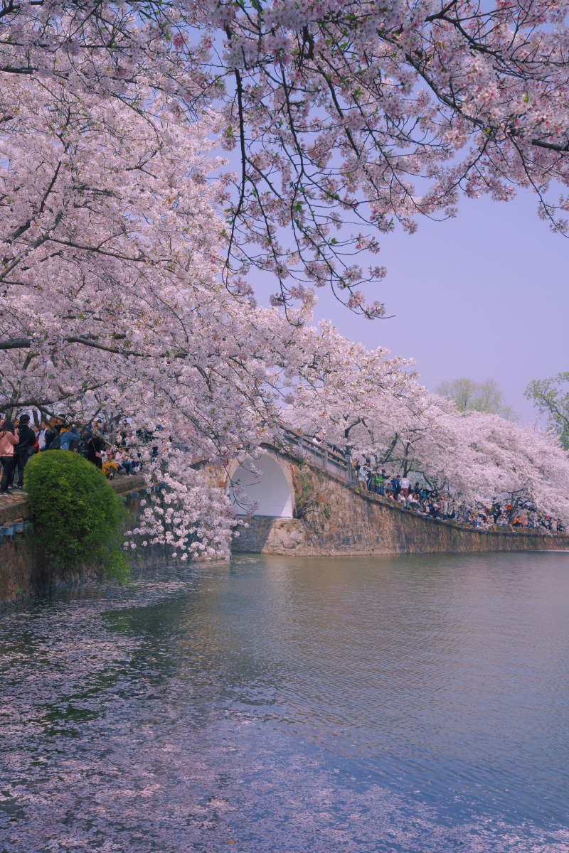 无锡鼋头渚樱花长春桥