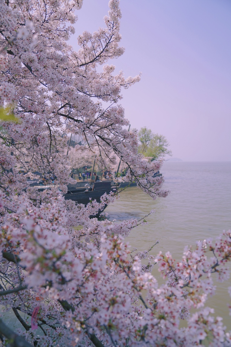 无锡鼋头渚樱花长春桥