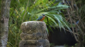 DSC_3066-1