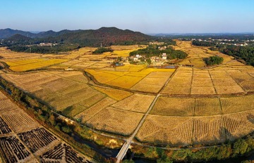 笼中鸟