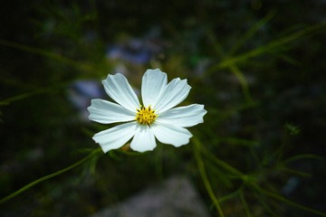 SDIM0238