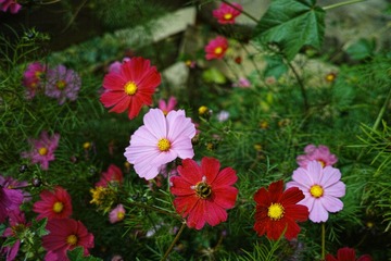 SDIM0310
