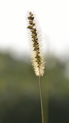 _SCC4944