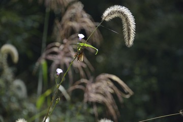 _SCC4948