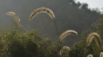 _SCC4939