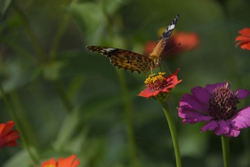 _SCC5659