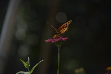 _SCC5529