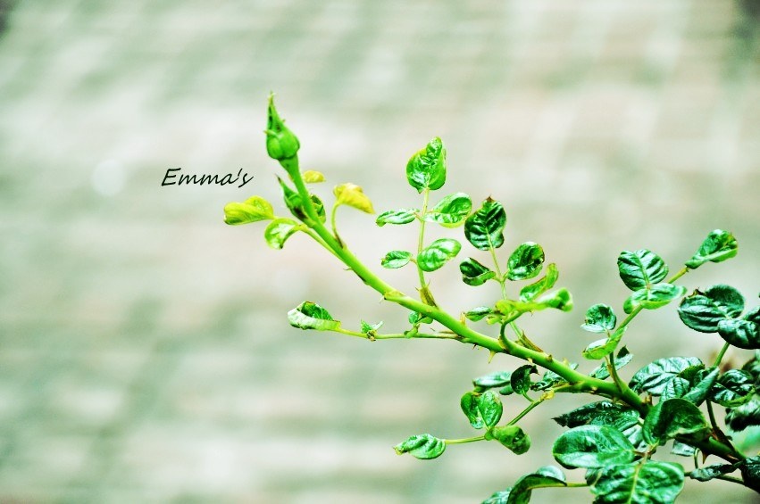 DSC_0214_<br />
