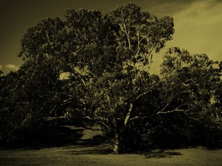 P1150184