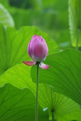 夏_荷