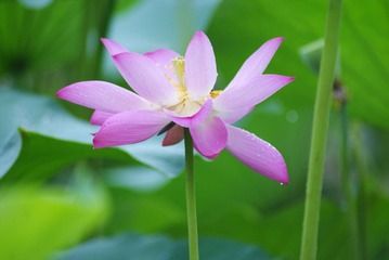 夏_荷