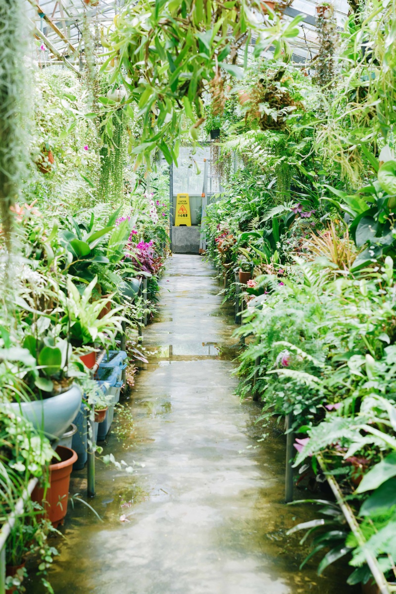 深大温室花房清新人像写真游记